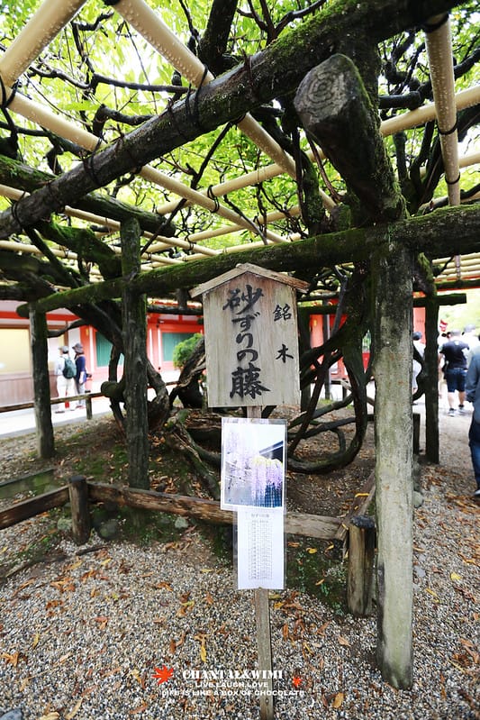 2016京阪奈-終於出發了!我跟姊妹的10週年日本行———–恐怖的鹿,腳超酸的東大寺,春日大社,中谷堂熱呼呼超好吃的麻糬(奈良半日遊) - 第73張圖 IMG_7474拷貝
