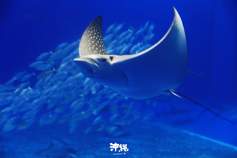 IMG_2777拷貝