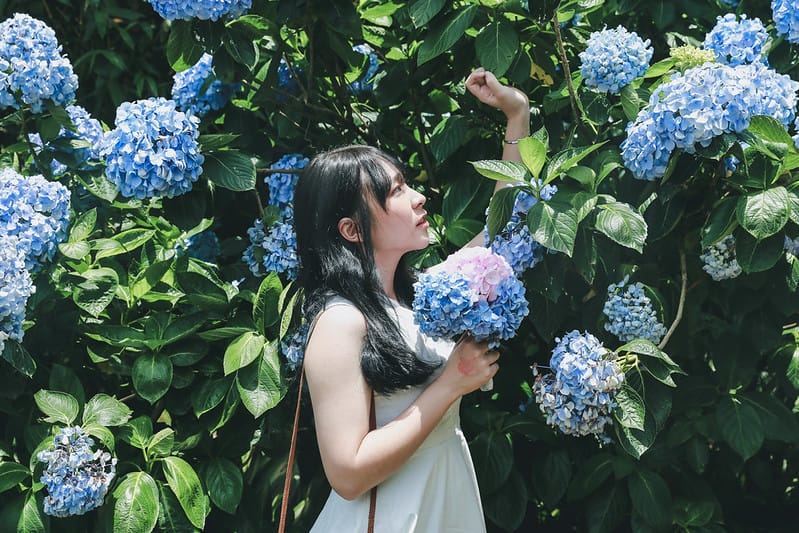 繡球花