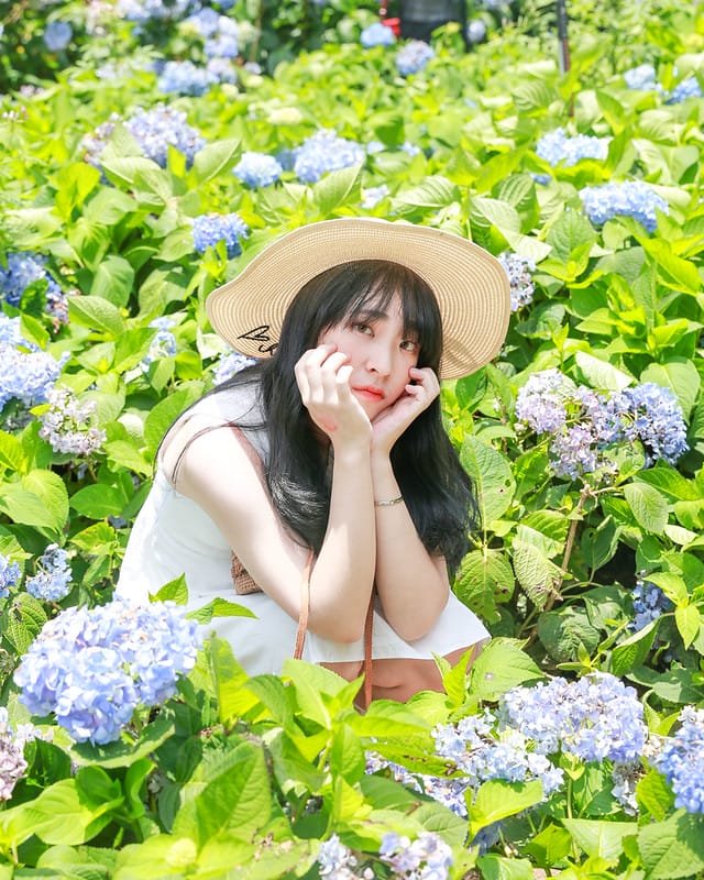 繡球花