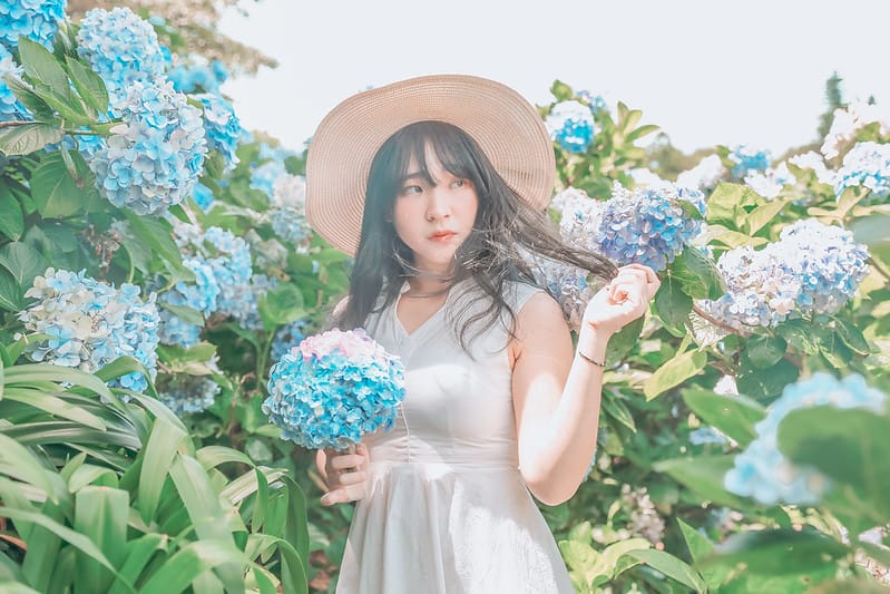 繡球花