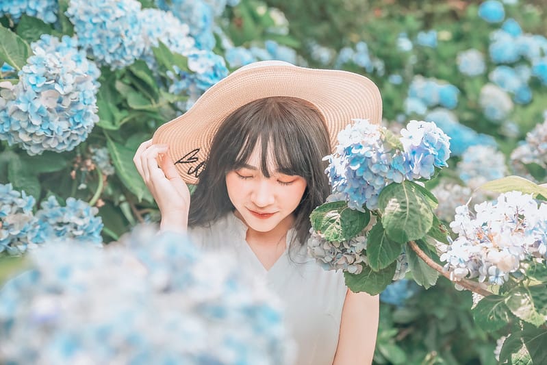 繡球花