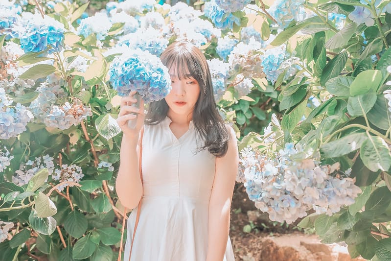 繡球花