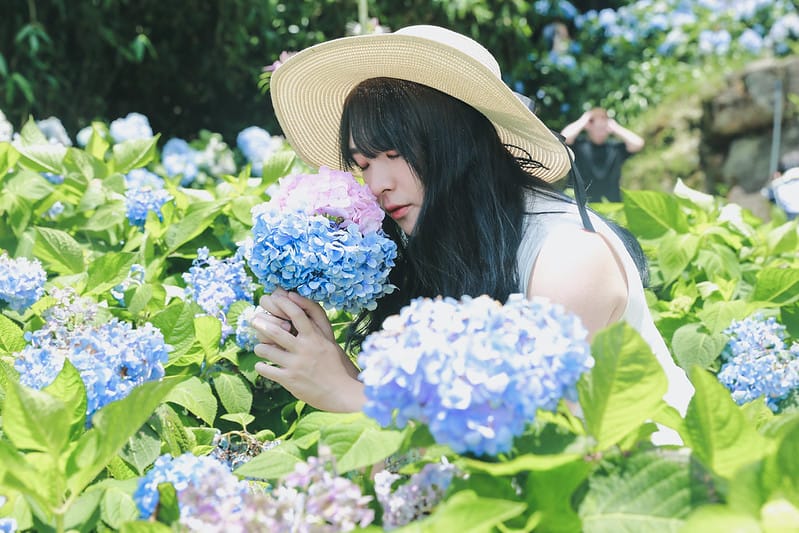 繡球花