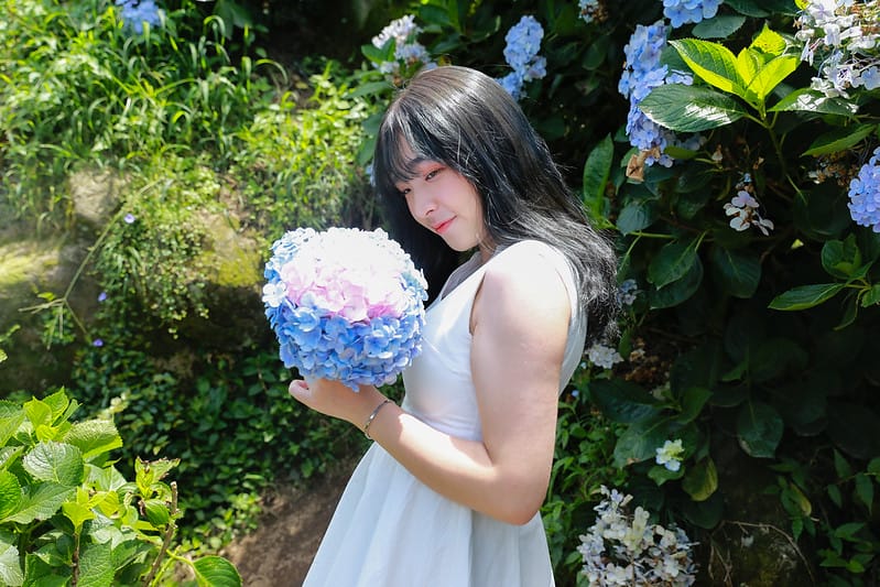 繡球花