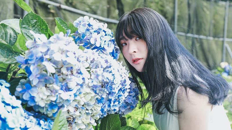 繡球花