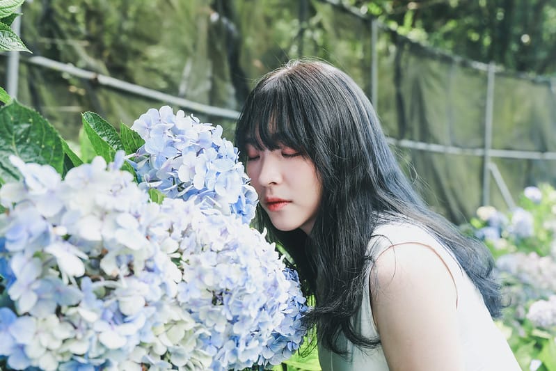 繡球花