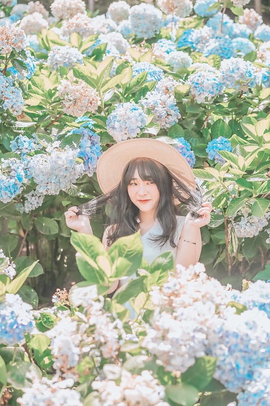 繡球花