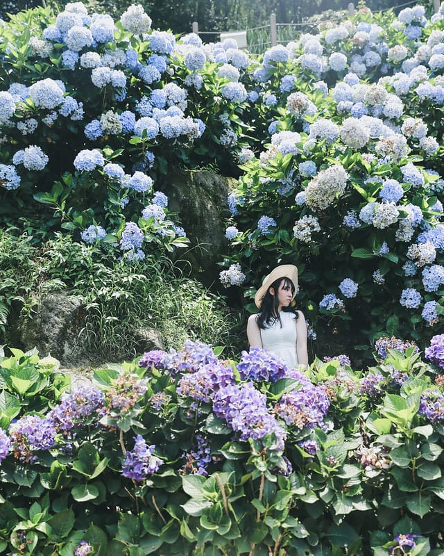 繡球花