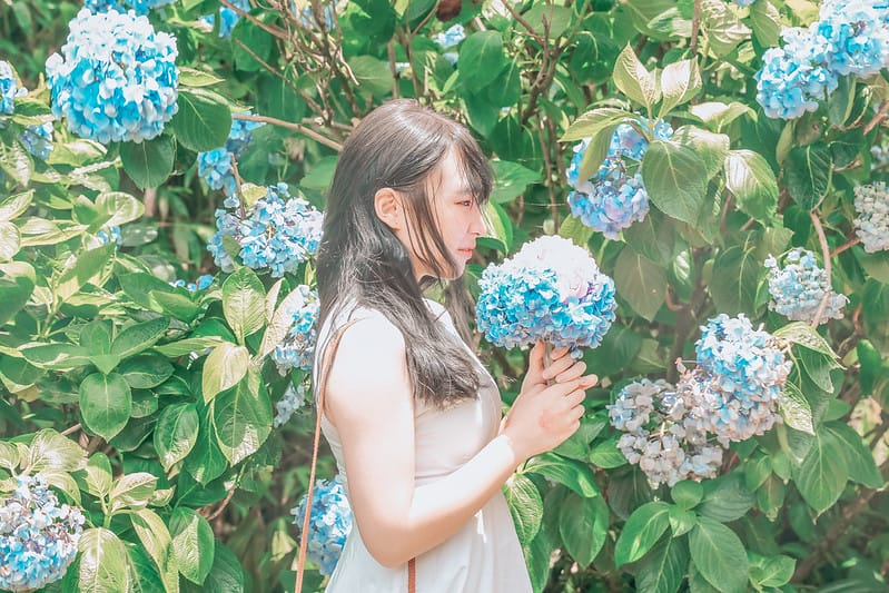 繡球花