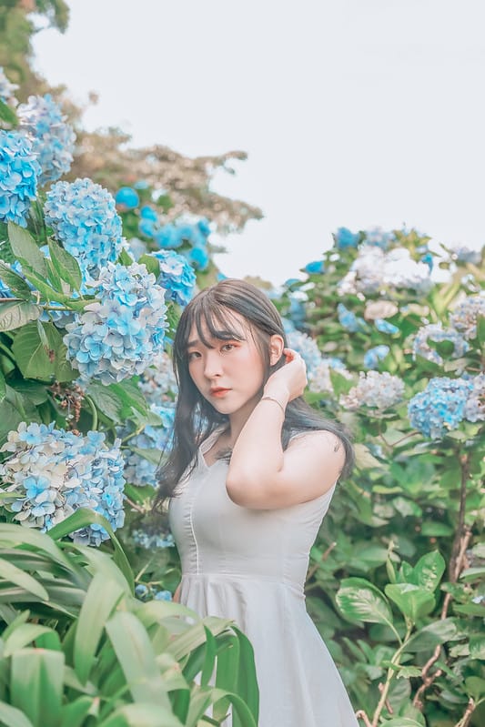 繡球花