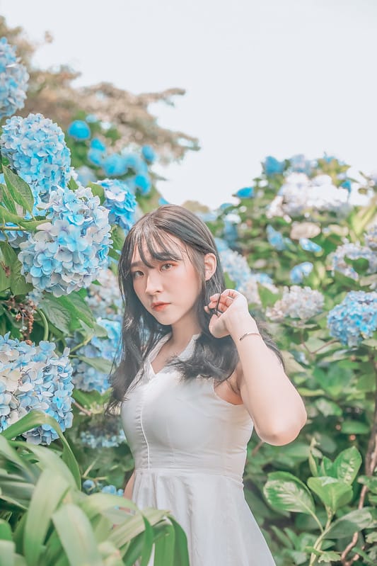 繡球花