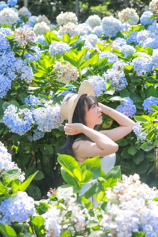 繡球花