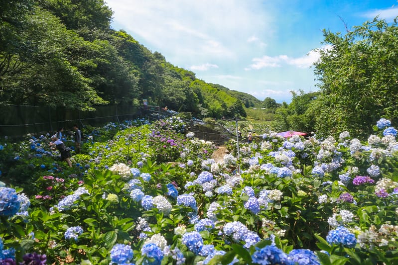 繡球花