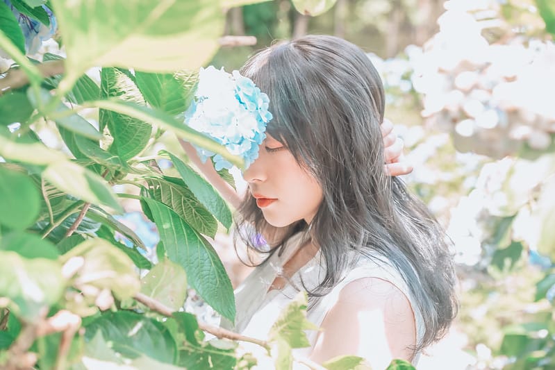 繡球花