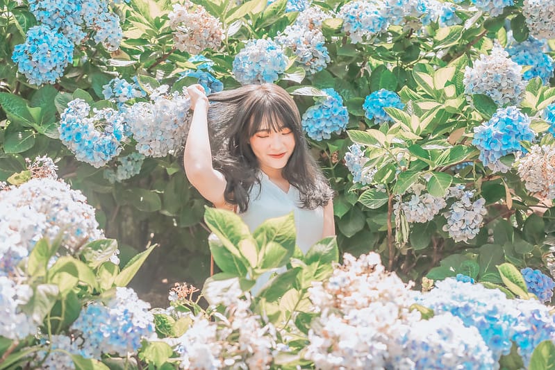繡球花