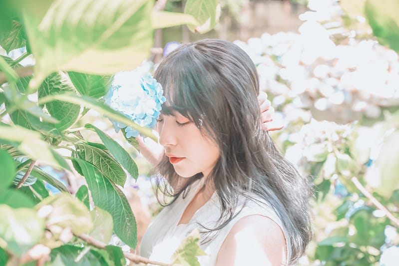 繡球花
