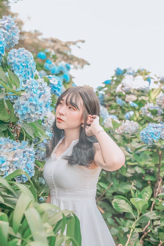 繡球花
