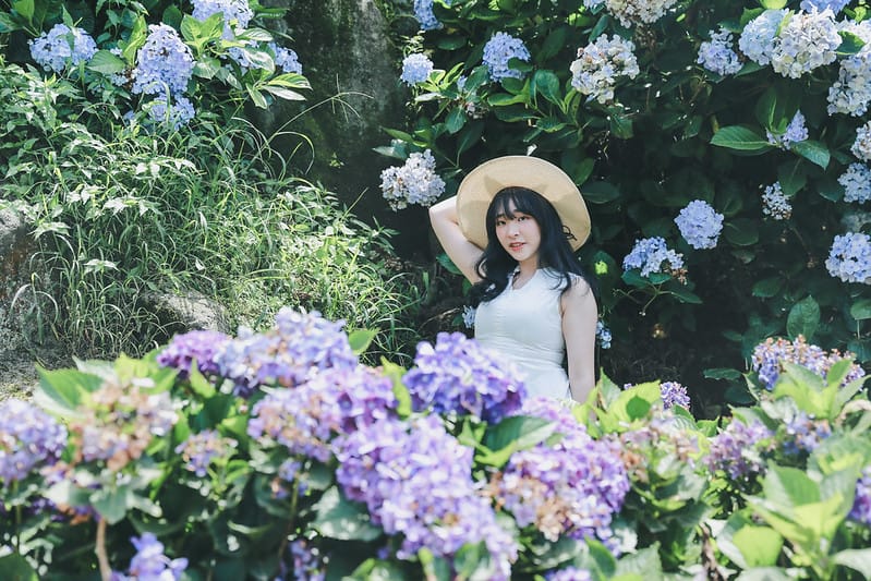 繡球花