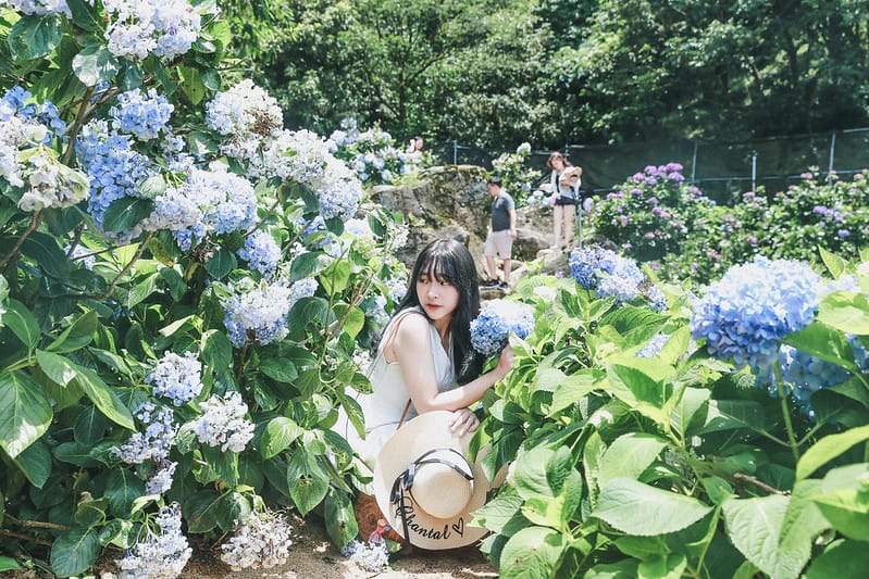繡球花