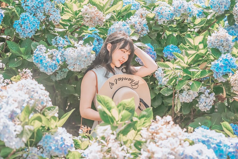 繡球花