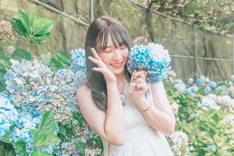 繡球花