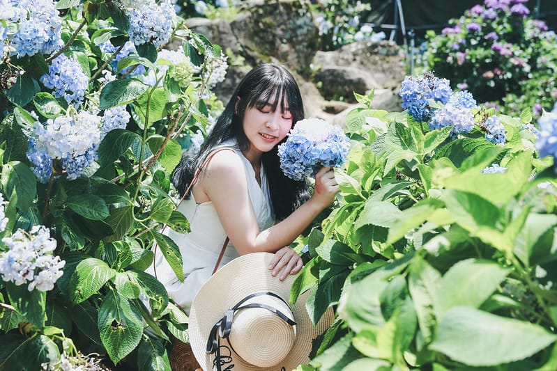 繡球花