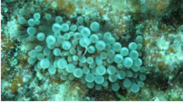 【GUAM。關島】到關島一定要潛水(by我2011時的無名潛水日誌) - 第8張圖 關島潛水