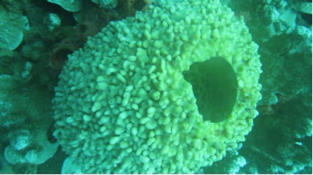 【GUAM。關島】到關島一定要潛水(by我2011時的無名潛水日誌) - 第10張圖 關島潛水