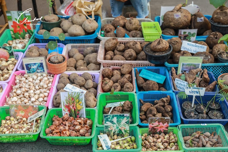 BKK。曼谷曼谷必去世界最大的Chatuchak Weekend Market恰圖恰週末市集 - 第17張圖 恰圖恰