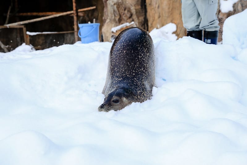 2020 到北海道千萬不要錯過!必訪!錯過會後悔的旭川動物園!!! - 第111張圖 IMG_7260-2