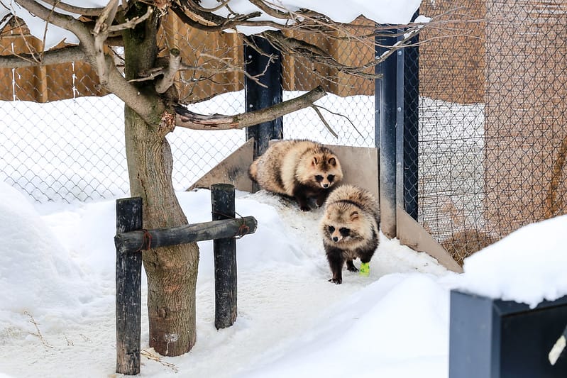 2020 到北海道千萬不要錯過!必訪!錯過會後悔的旭川動物園!!! - 第202張圖 IMG_7745-2