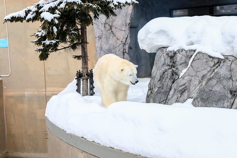 2020 到北海道千萬不要錯過!必訪!錯過會後悔的旭川動物園!!! - 第144張圖 IMG_7504-2
