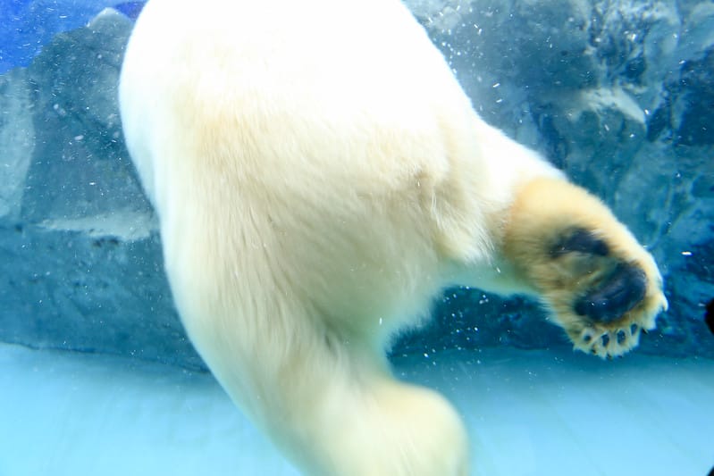 2020 到北海道千萬不要錯過!必訪!錯過會後悔的旭川動物園!!! - 第132張圖 IMG_7431-2