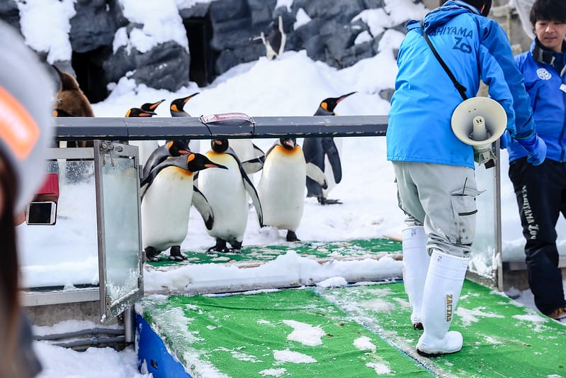 2020 到北海道千萬不要錯過!必訪!錯過會後悔的旭川動物園!!! - 第56張圖 IMG_6996-2