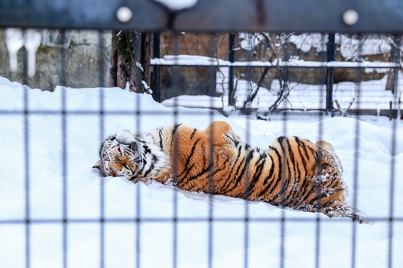 2020 到北海道千萬不要錯過!必訪!錯過會後悔的旭川動物園!!! - 第223張圖 IMG_7824-2