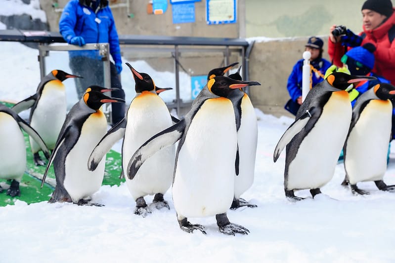 2020 到北海道千萬不要錯過!必訪!錯過會後悔的旭川動物園!!! - 第58張圖 IMG_7011-2