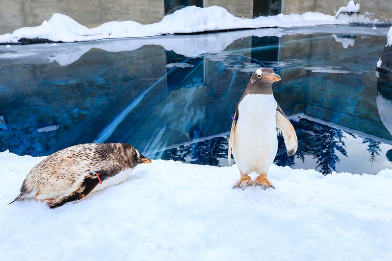 2020 到北海道千萬不要錯過!必訪!錯過會後悔的旭川動物園!!! - 第30張圖 IMG_6883-2