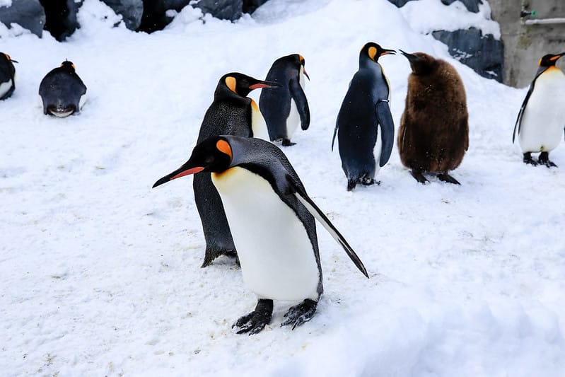 2020 到北海道千萬不要錯過!必訪!錯過會後悔的旭川動物園!!! - 第50張圖 IMG_6946-2