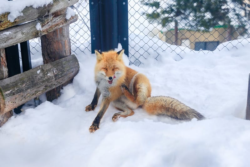 2020 到北海道千萬不要錯過!必訪!錯過會後悔的旭川動物園!!! - 第210張圖 IMG_7766-2