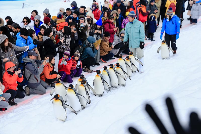 2020 到北海道千萬不要錯過!必訪!錯過會後悔的旭川動物園!!! - 第76張圖 IMG_7140-2