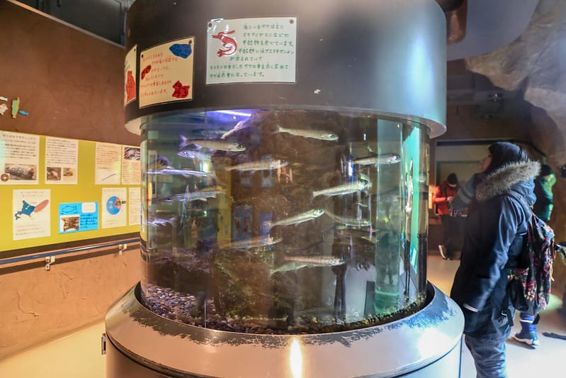 2020 到北海道千萬不要錯過!必訪!錯過會後悔的旭川動物園!!! - 第98張圖 IMG_7188-2
