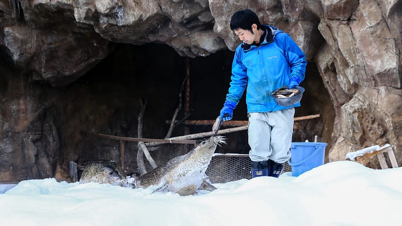 2020 到北海道千萬不要錯過!必訪!錯過會後悔的旭川動物園!!! - 第101張圖 IMG_7238-2