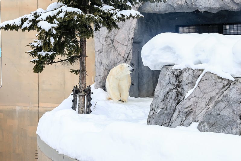 2020 到北海道千萬不要錯過!必訪!錯過會後悔的旭川動物園!!! - 第137張圖 IMG_7479-2