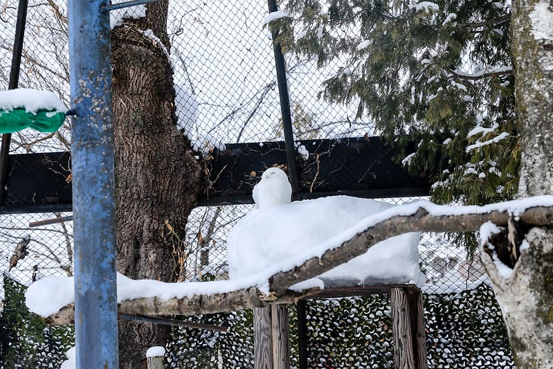 2020 到北海道千萬不要錯過!必訪!錯過會後悔的旭川動物園!!! - 第169張圖 IMG_7651-2