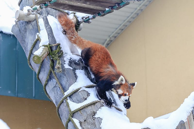 2020 到北海道千萬不要錯過!必訪!錯過會後悔的旭川動物園!!! - 第157張圖 IMG_7599-2