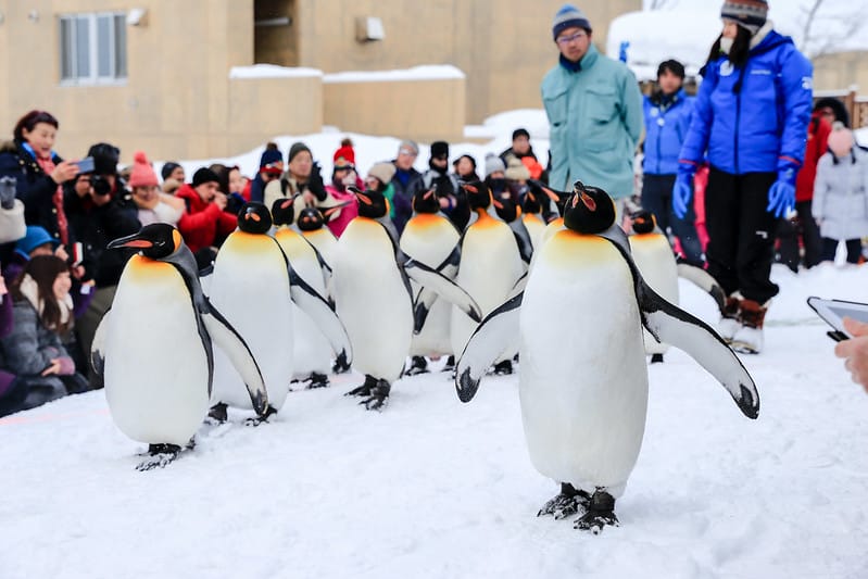 2020 到北海道千萬不要錯過!必訪!錯過會後悔的旭川動物園!!! - 第80張圖 IMG_7163-2