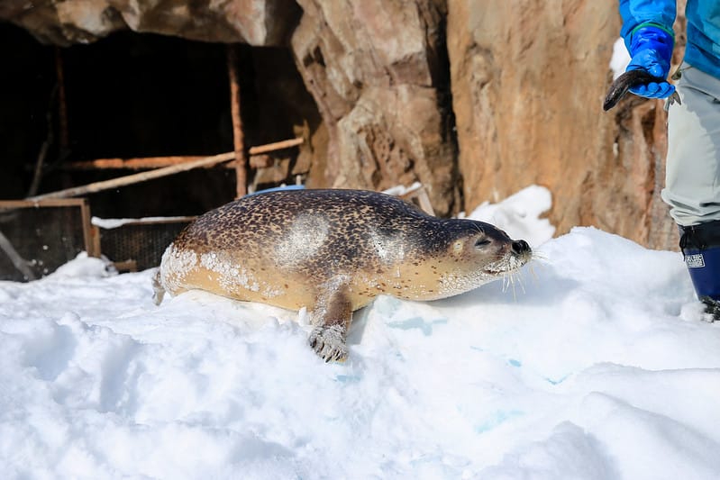 2020 到北海道千萬不要錯過!必訪!錯過會後悔的旭川動物園!!! - 第118張圖 IMG_7333-2