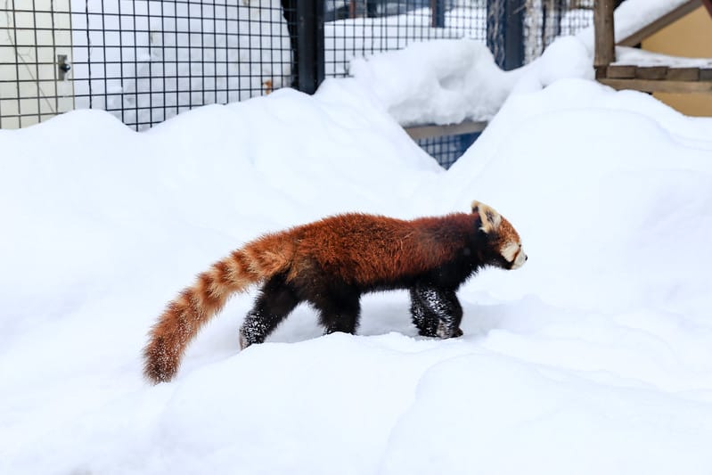 2020 到北海道千萬不要錯過!必訪!錯過會後悔的旭川動物園!!! - 第155張圖 IMG_7545-2