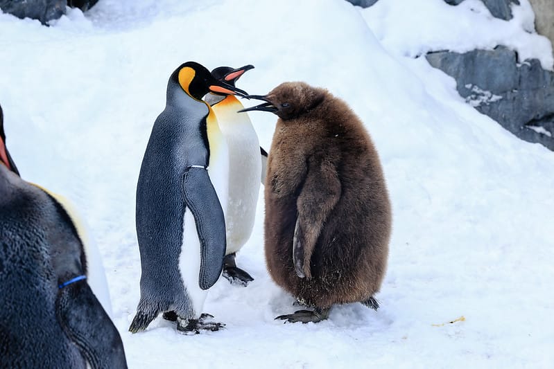 2020 到北海道千萬不要錯過!必訪!錯過會後悔的旭川動物園!!! - 第51張圖 IMG_6947-2